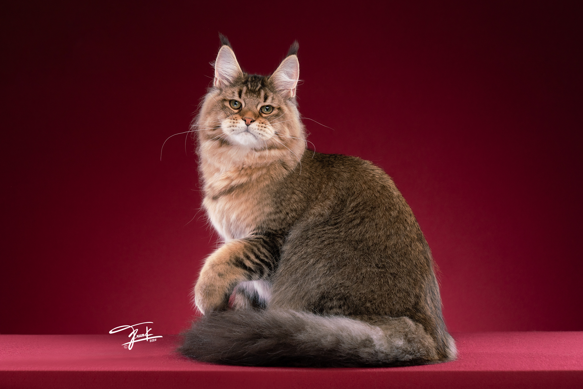 Pablo, rare hot brown tabby Maine Coon stud from Tigercooncat – father of premium kittens in Thailand.