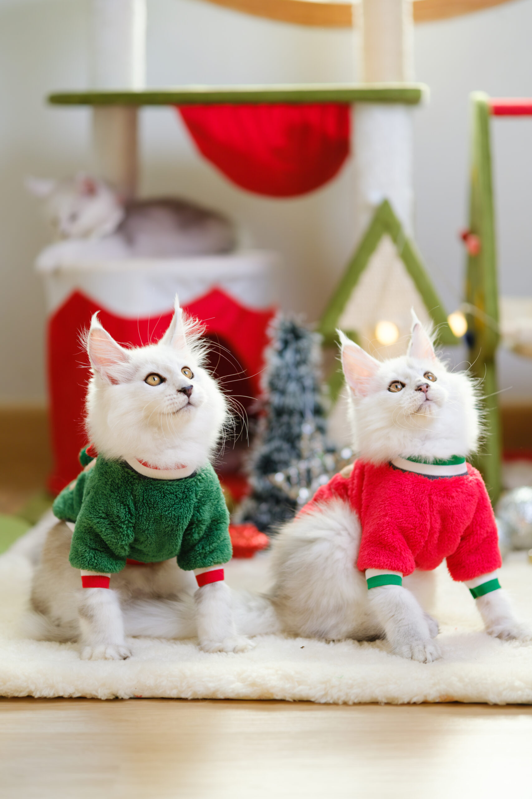 Available Maine Coon kittens for sale in Thailand wearing holiday outfits – purebred kittens from Tigercooncat