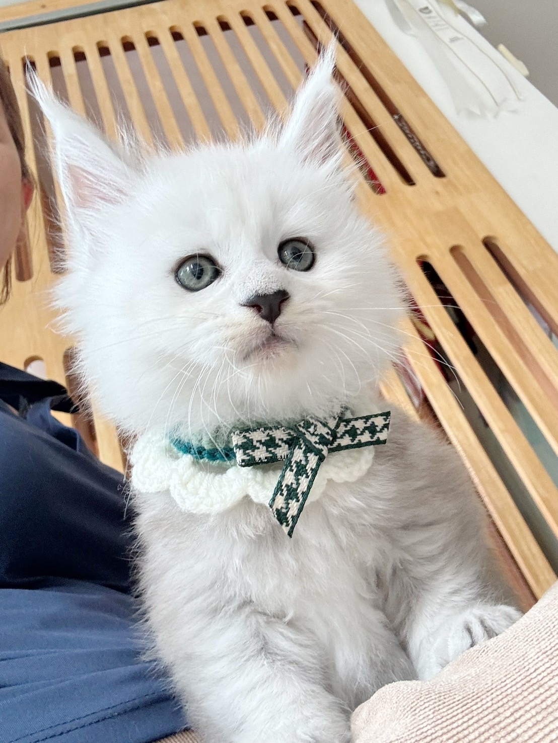 Black Silver Shell Maine Coon kitten – rare shaded coat with expressive eyes