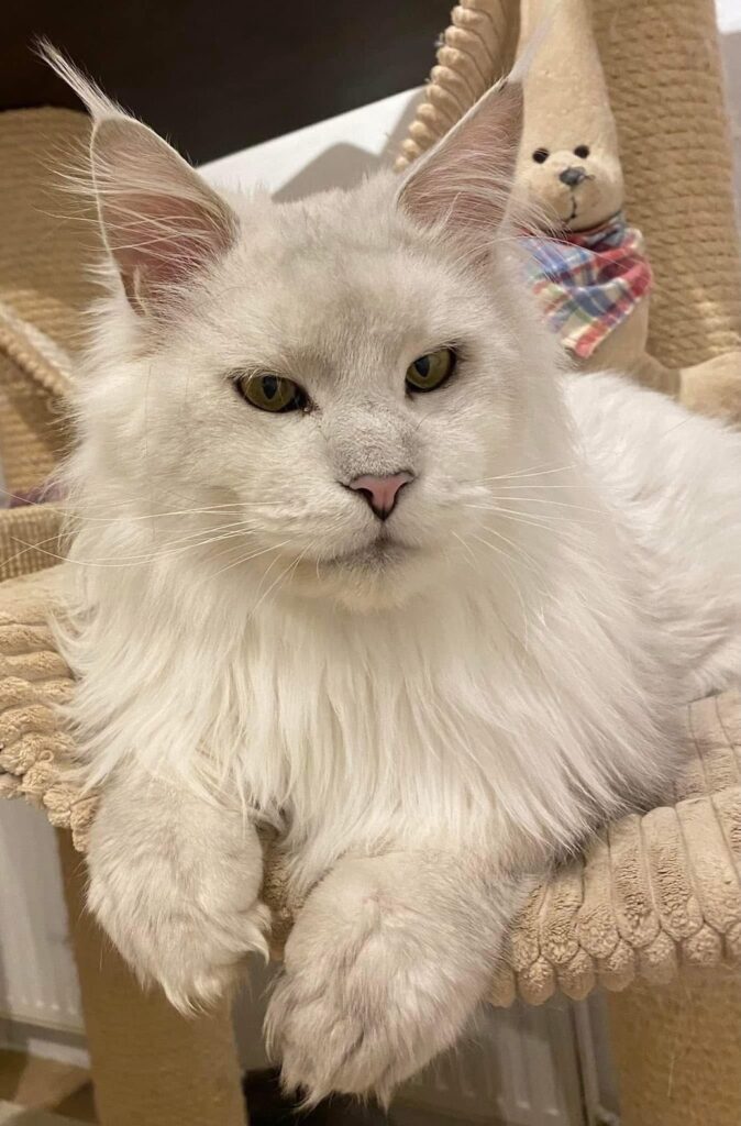 Rare Blue Silver Shell Maine Coon stud from Tigercooncat – premium male with champion bloodline