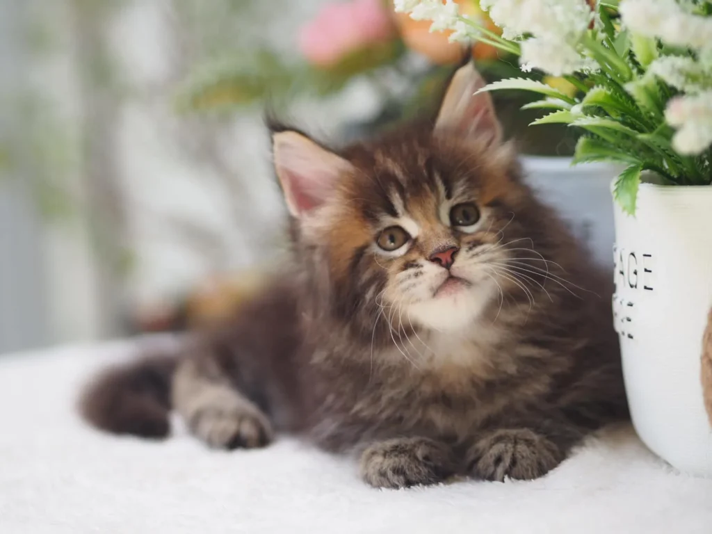 Brown Maine Coon Kitten Thailand – Goldies