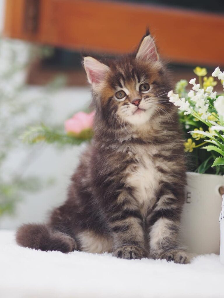 Brown Maine Coon Kitten Thailand