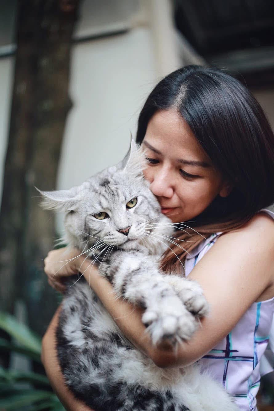 Harley, the Maine Coon who inspired the founding of Tigercooncat – Premium Maine Coon breeder in Thailand