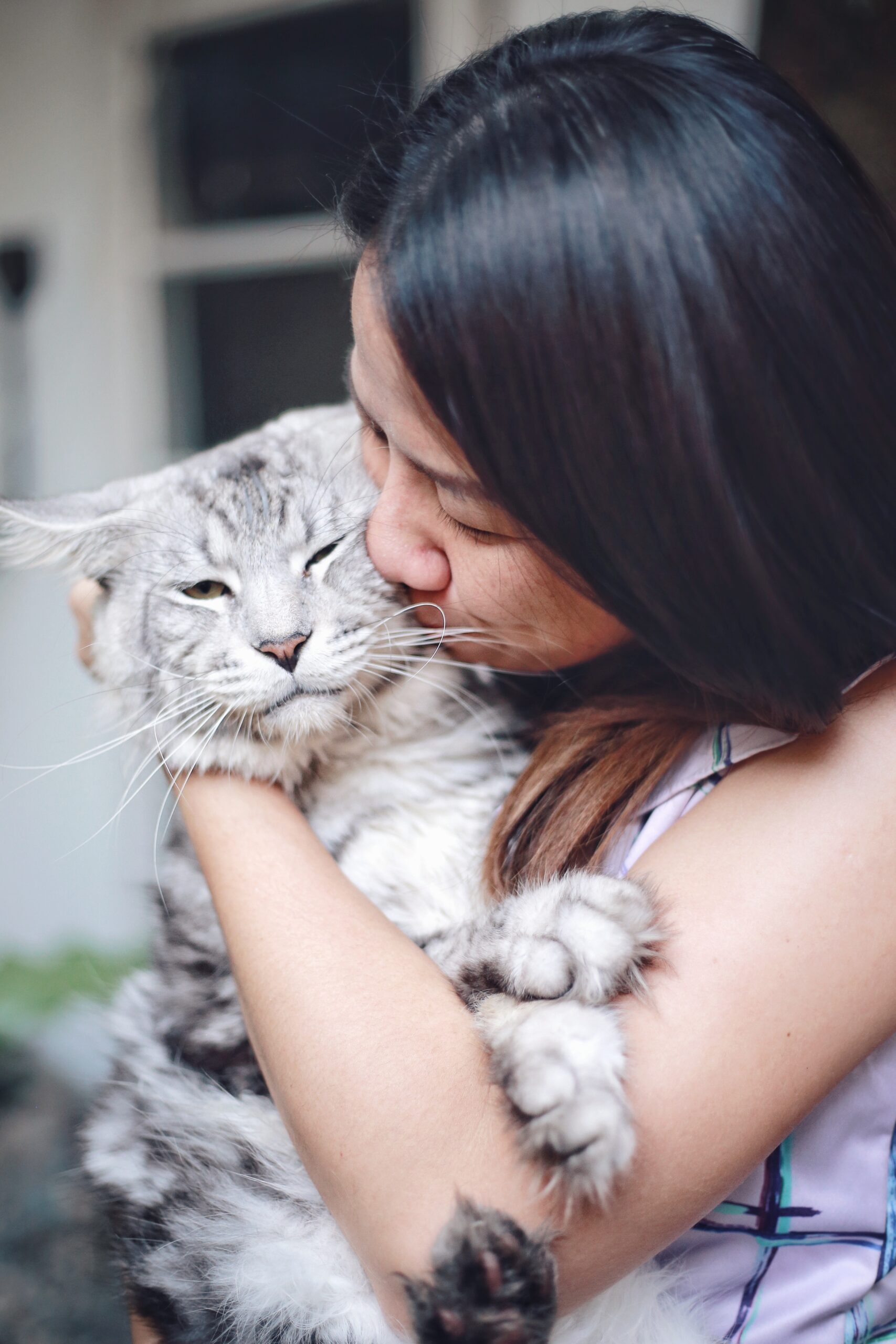 Breeder giving a loving kiss to Harley, the Maine Coon who inspired Tigercooncat – symbol of care and connection