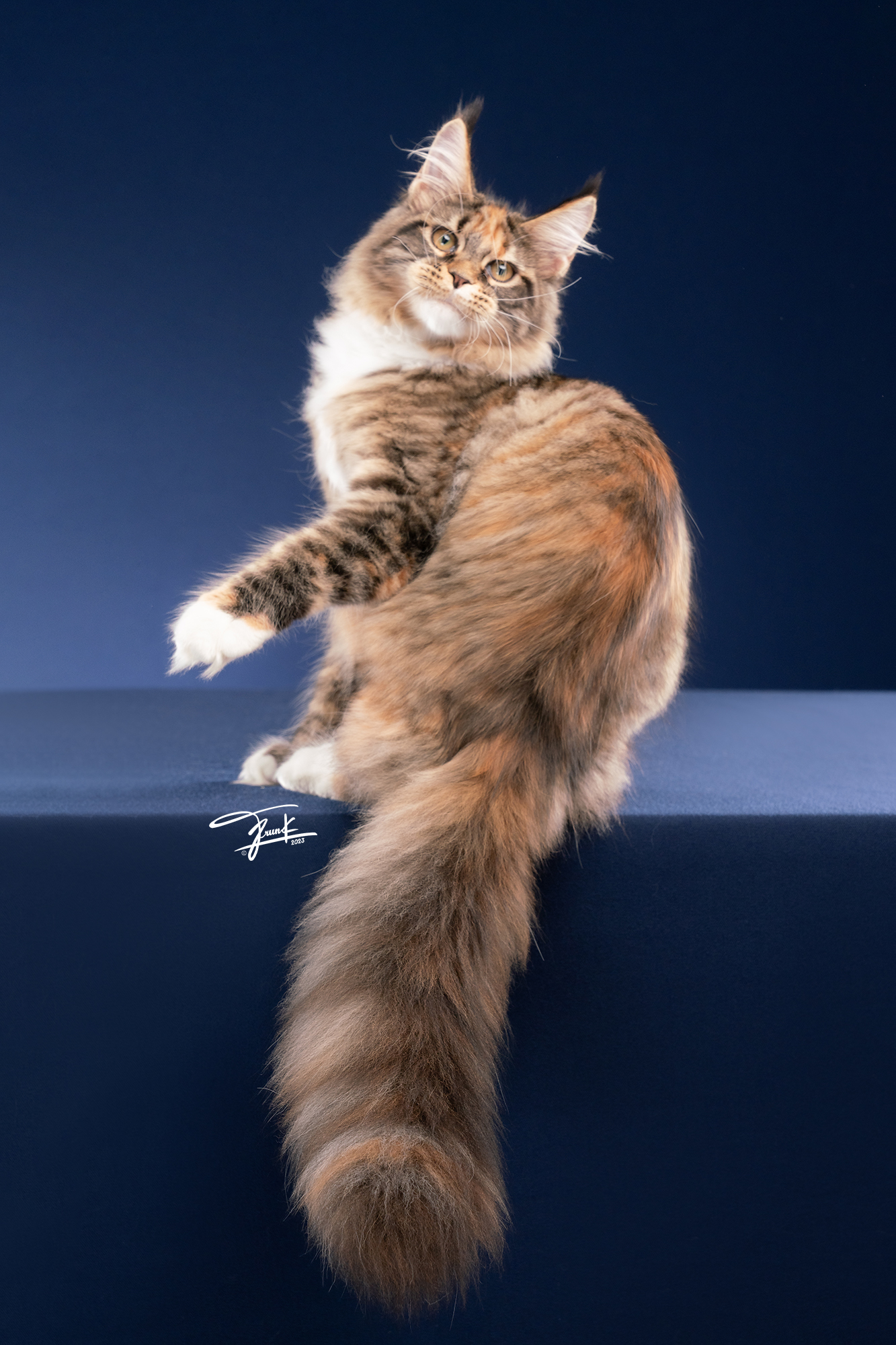 Champion Maine Coon queen with long tail and show-quality coat – from a Premium Maine Coon Breeder in Thailand