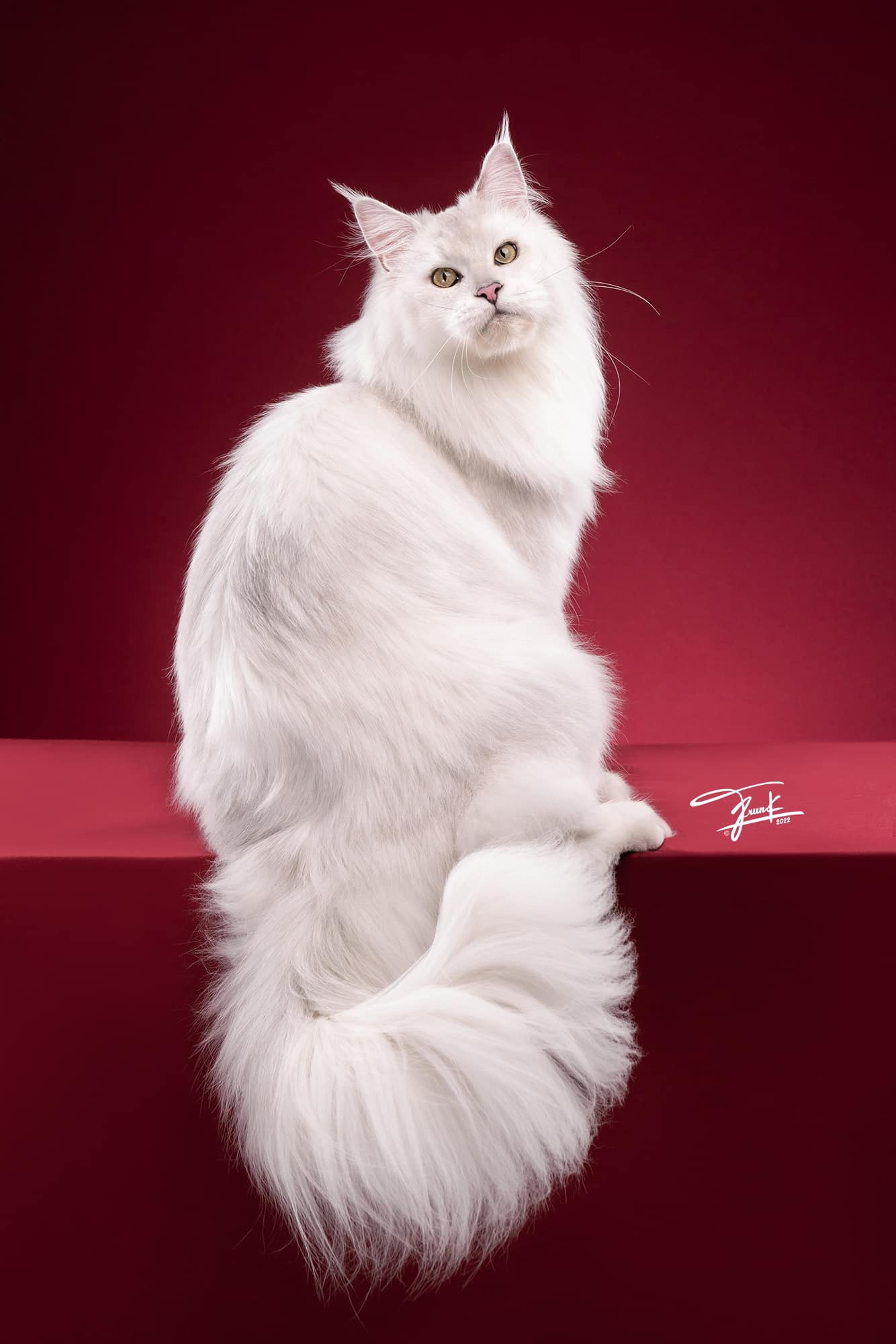 Silver Maine Coon king with luxurious coat and show-quality features — from a Premium Maine Coon Breeder in Thailand