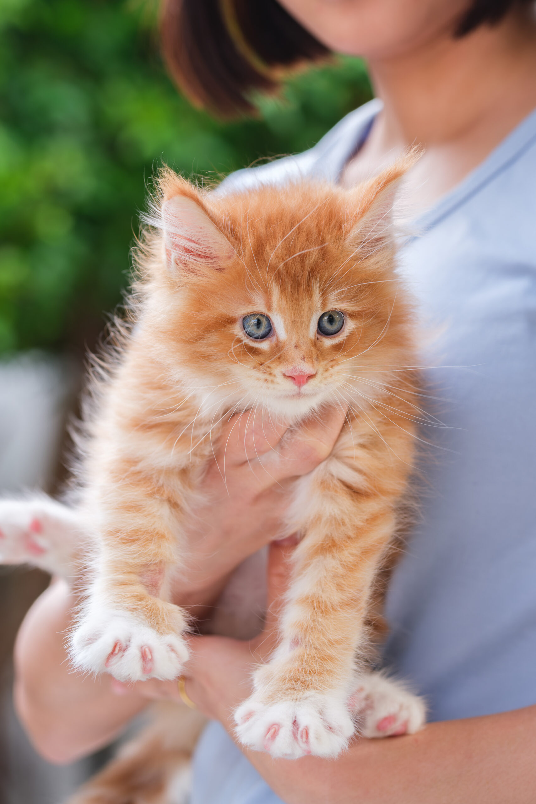 Red Maine Coon kitten held by new owner — raised by a Premium Maine Coon Breeder in Thailand