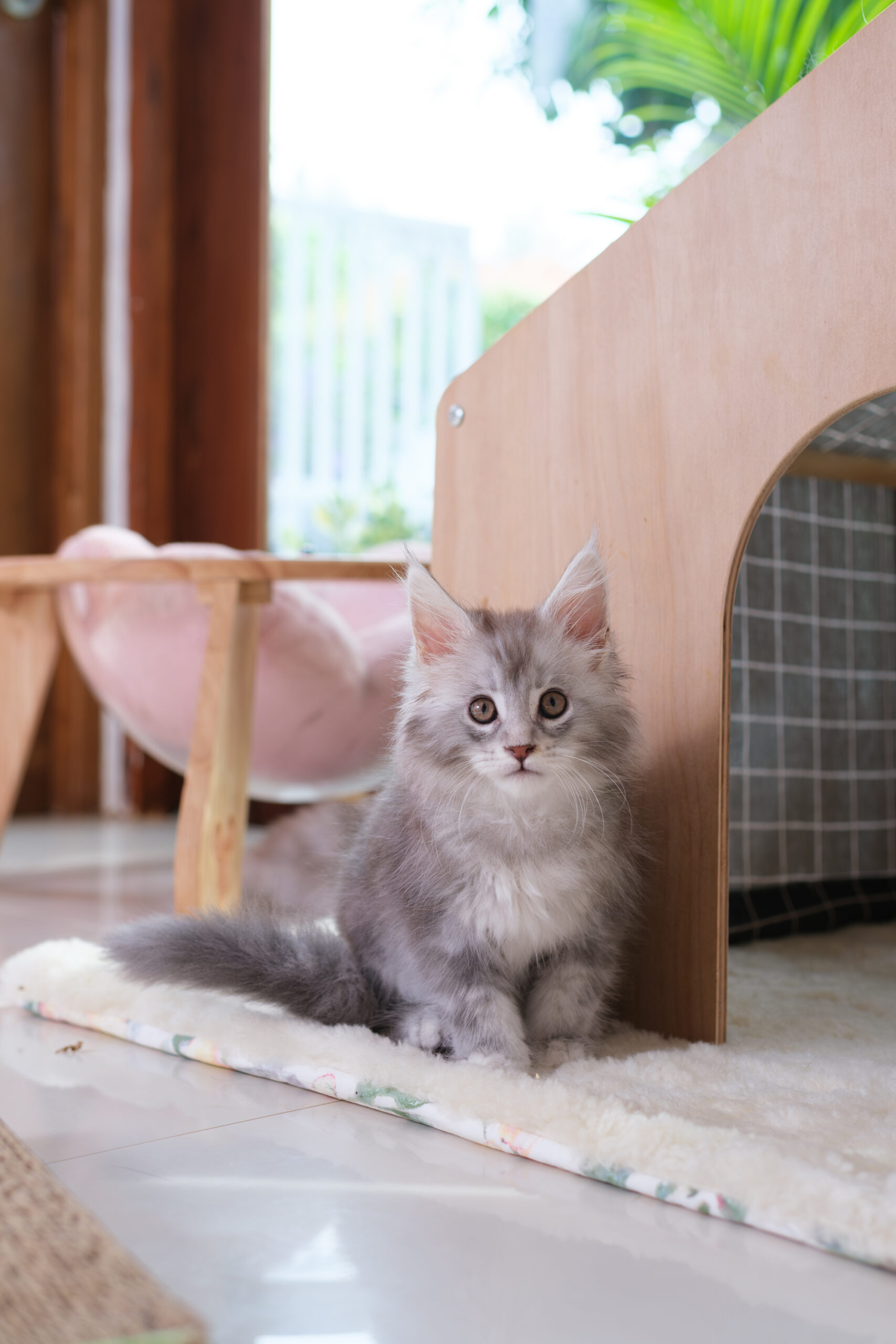 Purebred Maine Coon kitten in Thailand sitting peacefully at home – raised with love and natural light