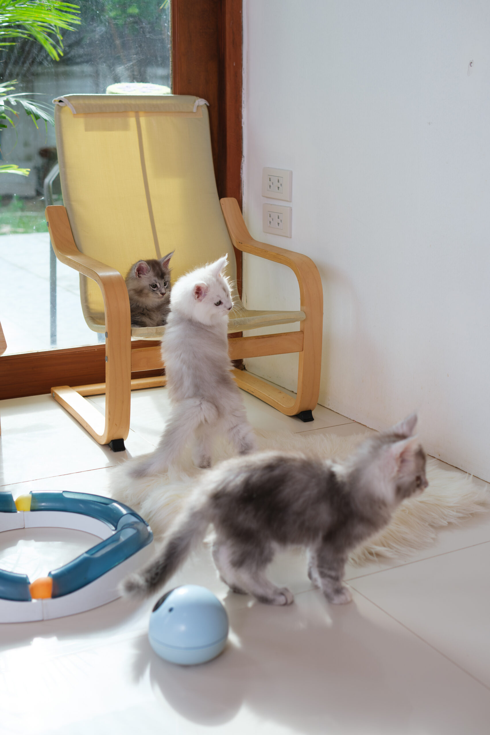 Maine Coon kittens for sale in Thailand – early socialization and playtime at Tigercooncat home cattery