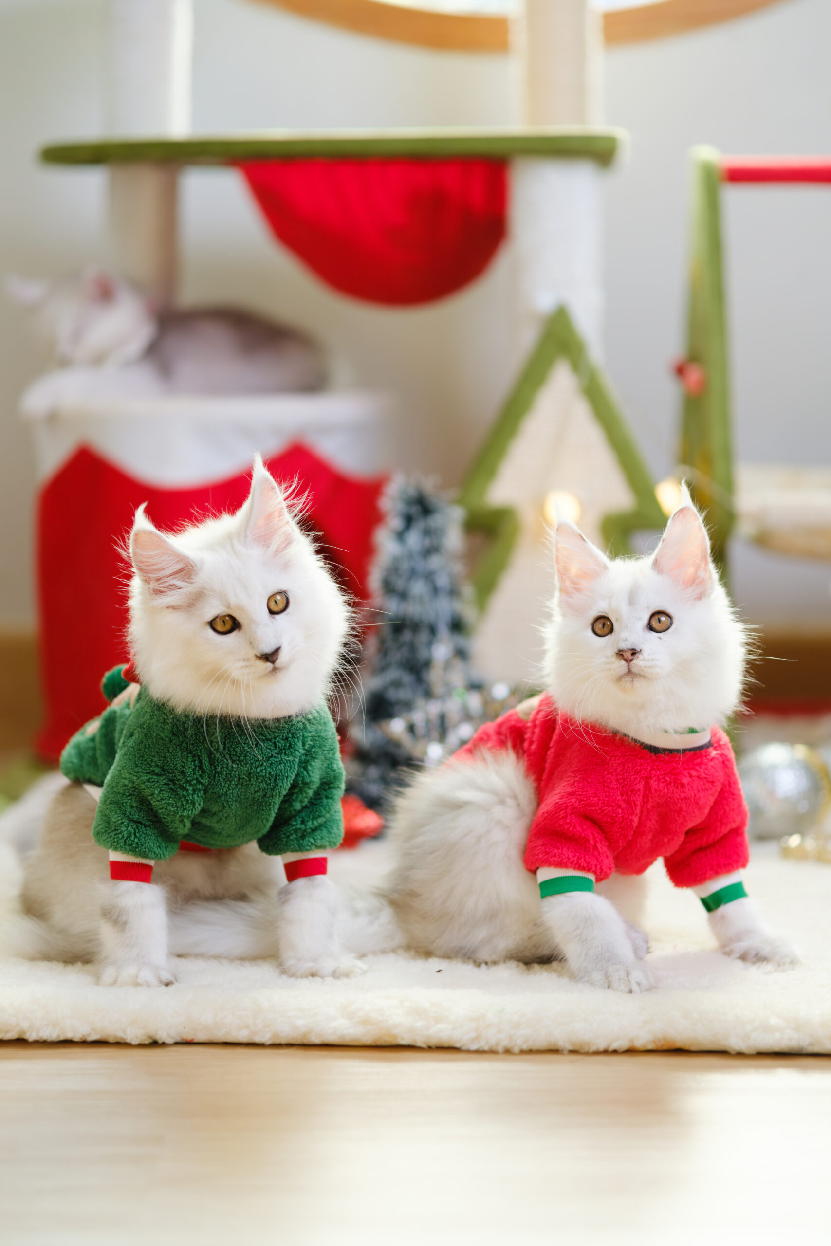 maine-coon-kittens-thailand-available-christmas-dressed.jpg