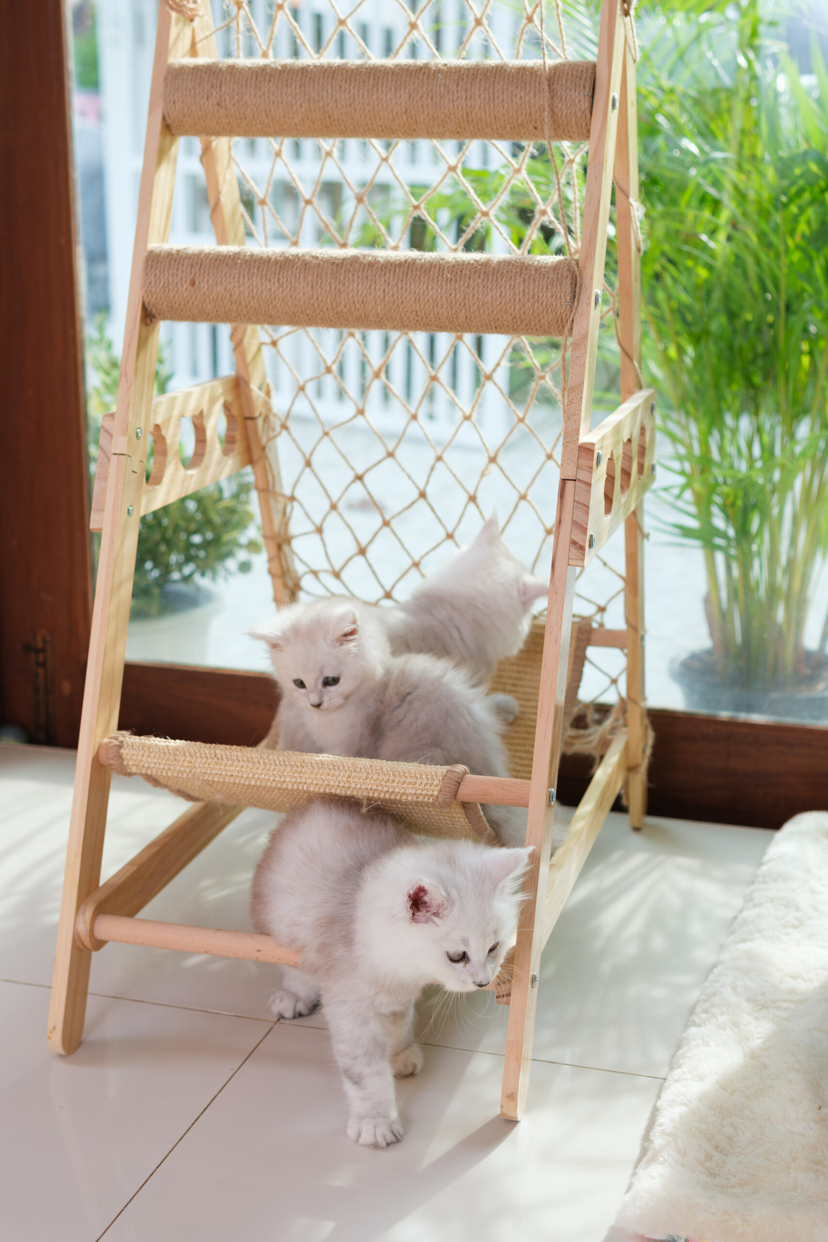 Silver Maine Coon kittens exploring and playing on natural cat furniture at a premium breeder in Thailand