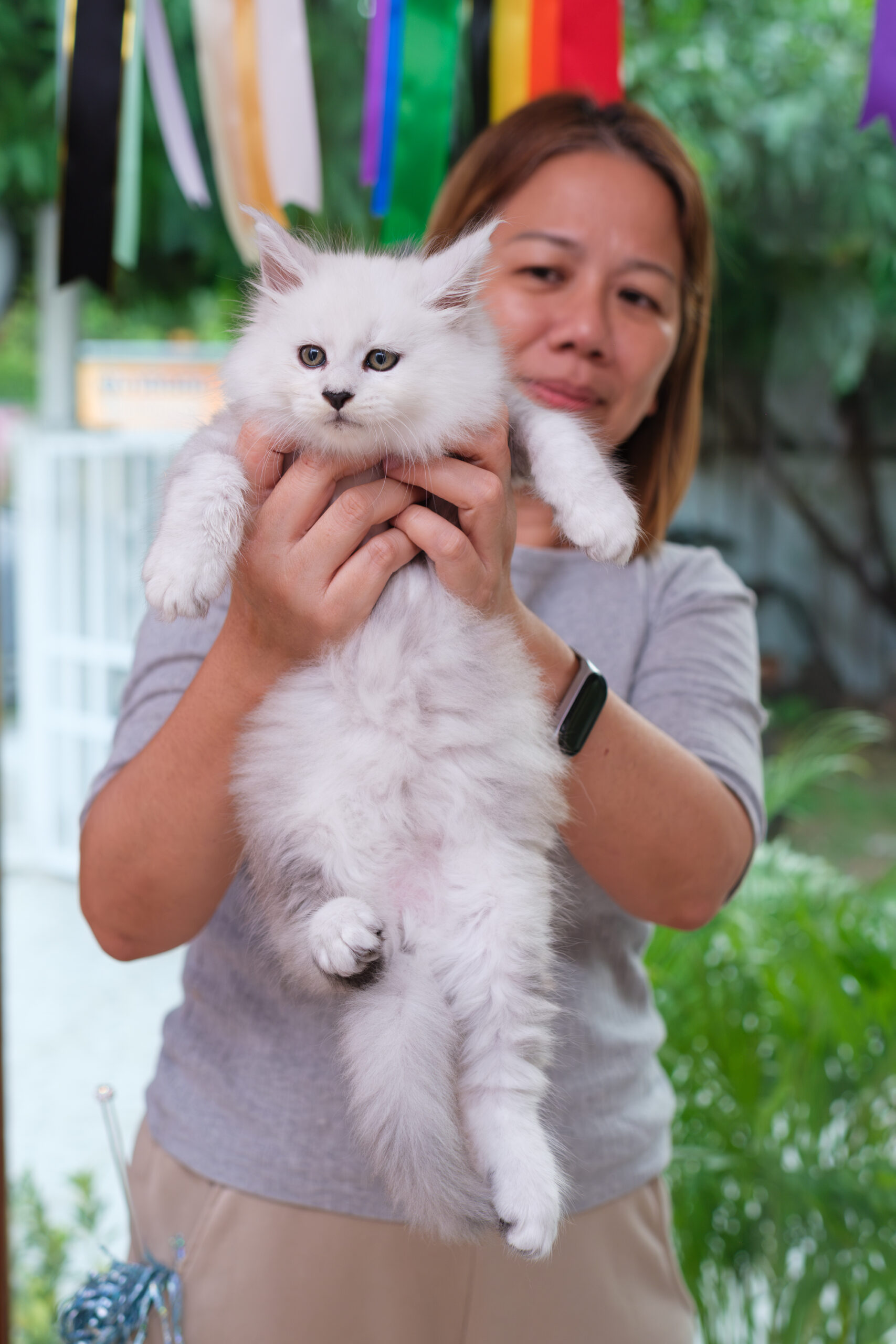Premium Maine Coon kitten ready to join new family in Thailand
