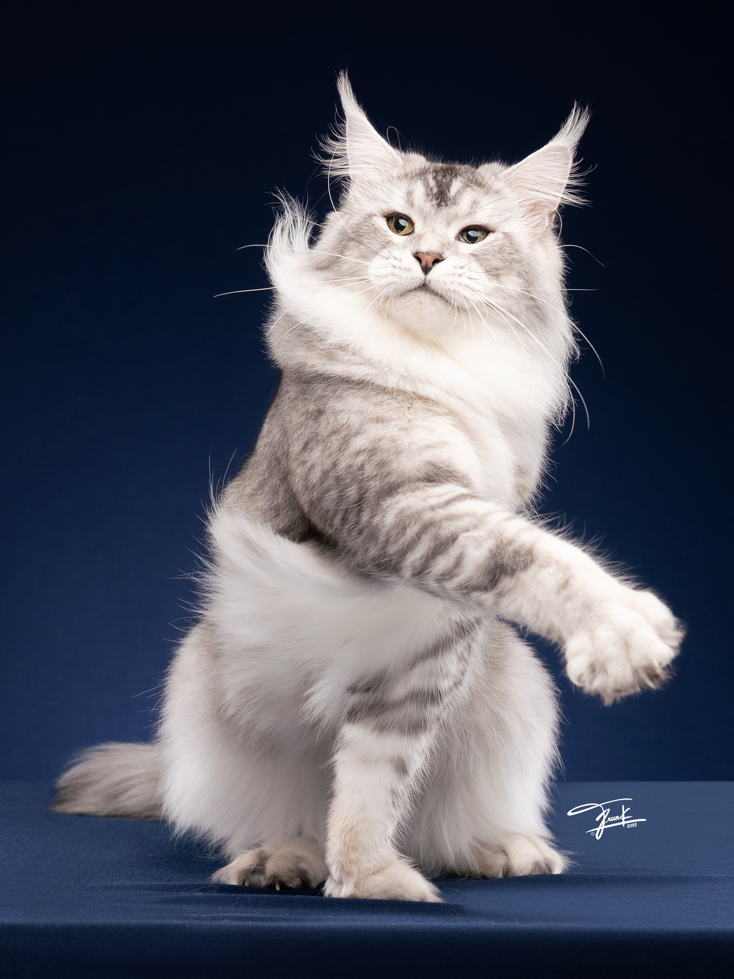 Good Heart Ajvar – premium Maine Coon stud in Thailand with a rare Black Silver Ticked coat and gentle temperament.