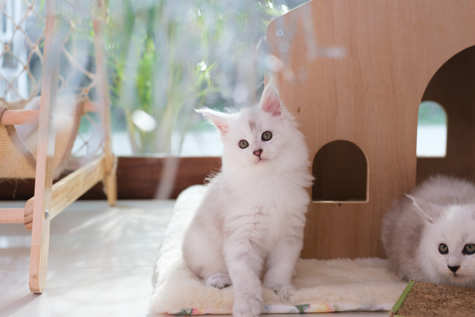 Premium silver Maine Coon kitten from Tigercooncat, born from European champion stud in Thailand.