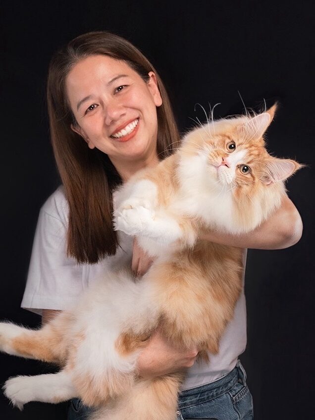 Red Maine Coon Kitten | Premium Maine Coon Breeder Thailand – Tigercooncat