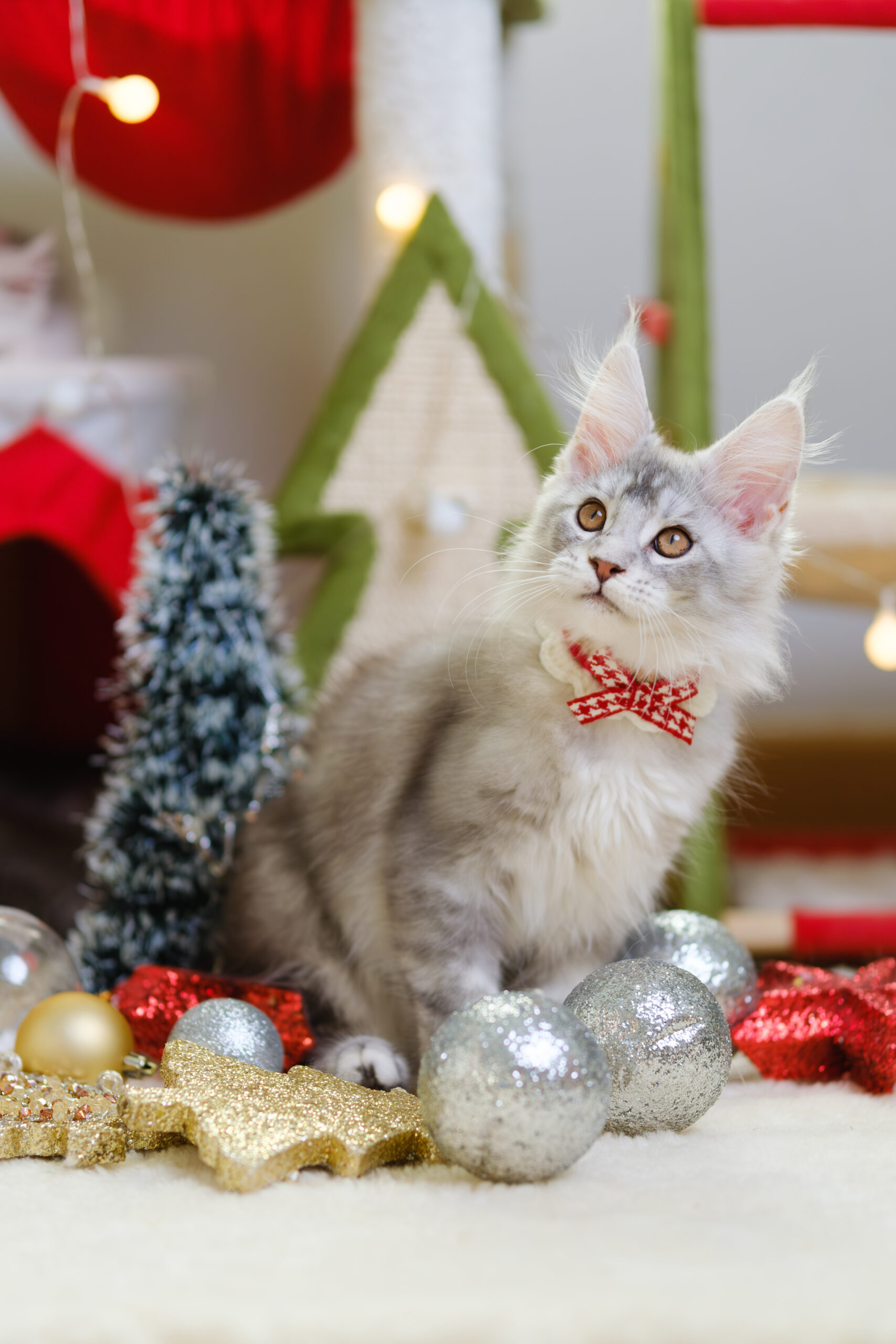 Premium Maine Coon kitten from a breeder in Thailand, silver coat, wearing a red bow tie during holiday season