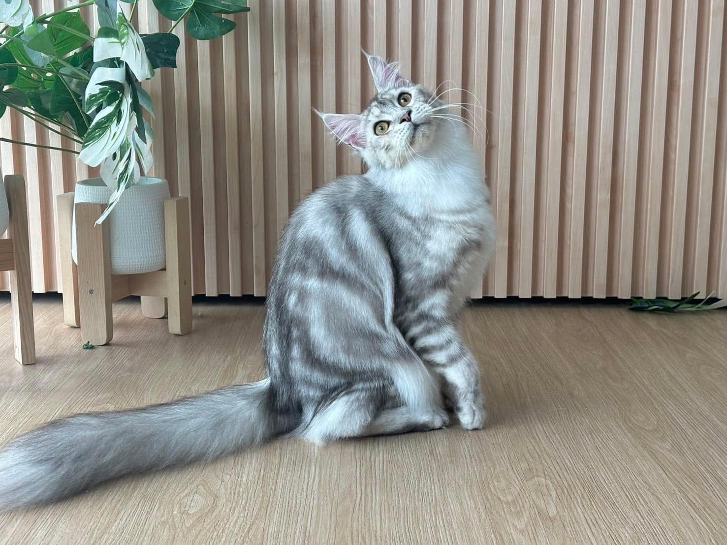 Maine Coon Silver Tabby Queen – Tigercooncat Florence, mother of kittens
