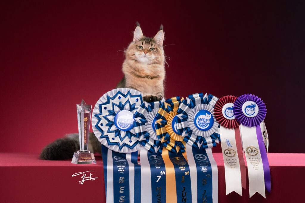 Award-winning Maine Coon cat with WCF championship ribbons and trophies from Thailand cat show – Tigercooncat