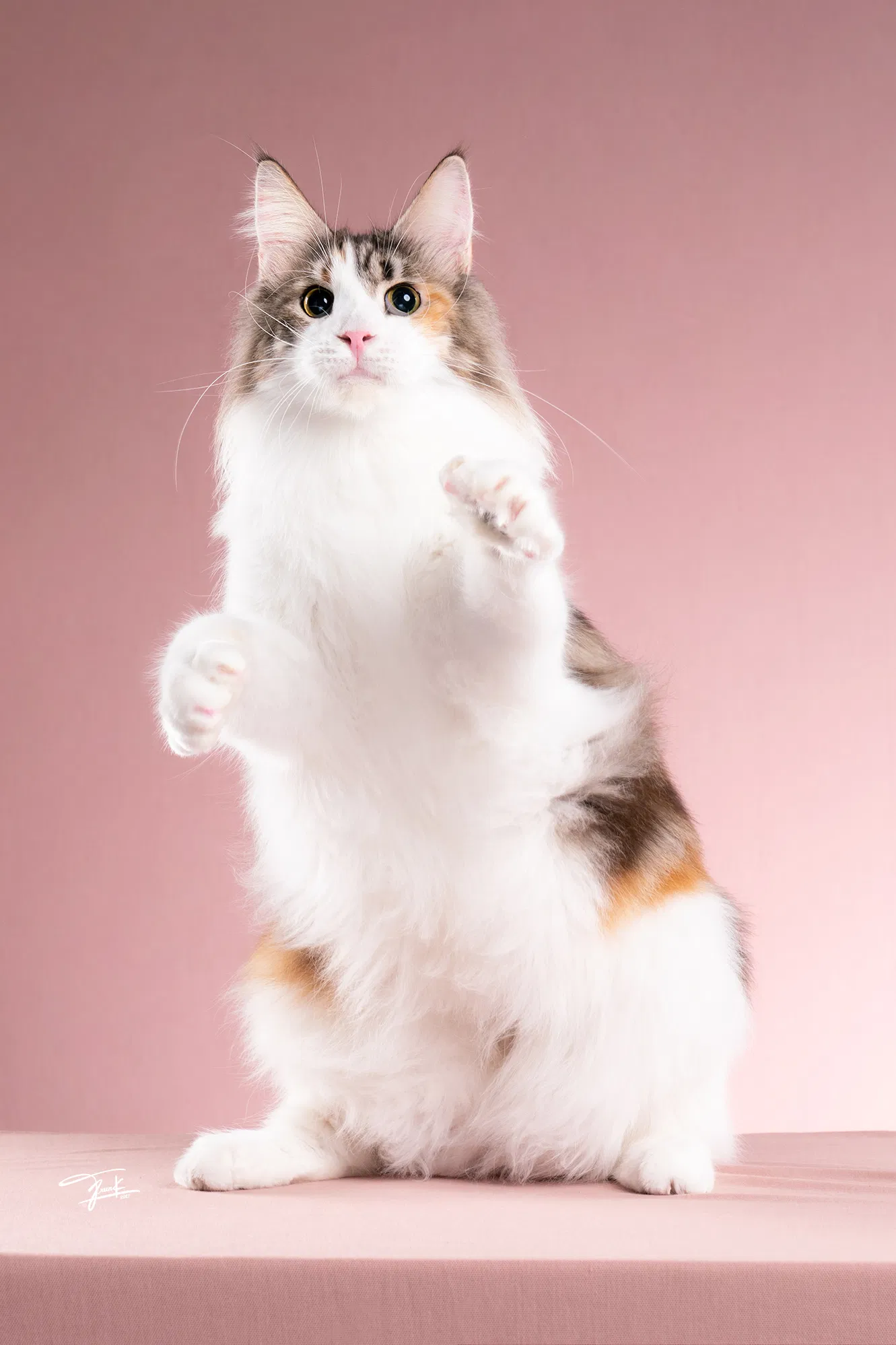 Dilute Calico Maine Coon Queen standing with front paws up, showing playful and affectionate personality – Tigercooncat Thailand
