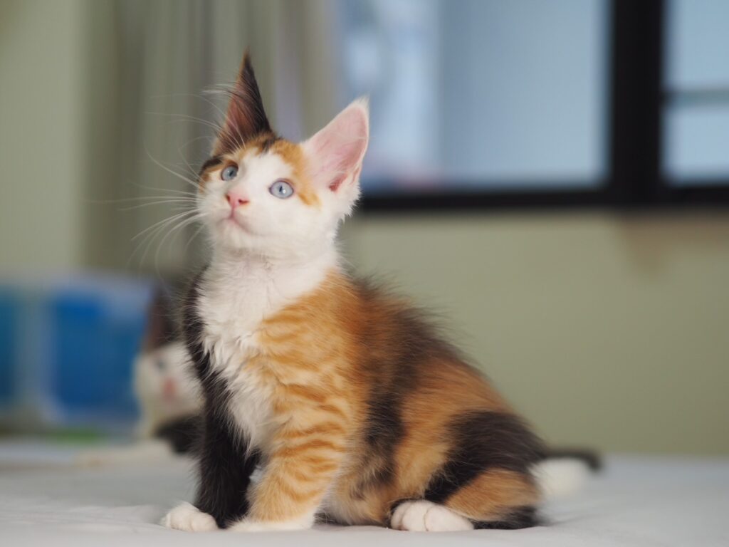Rare Black Tortie BiColor Maine Coon kitten with blue eyes – Tigercooncat Primrose, female from premium European lines.