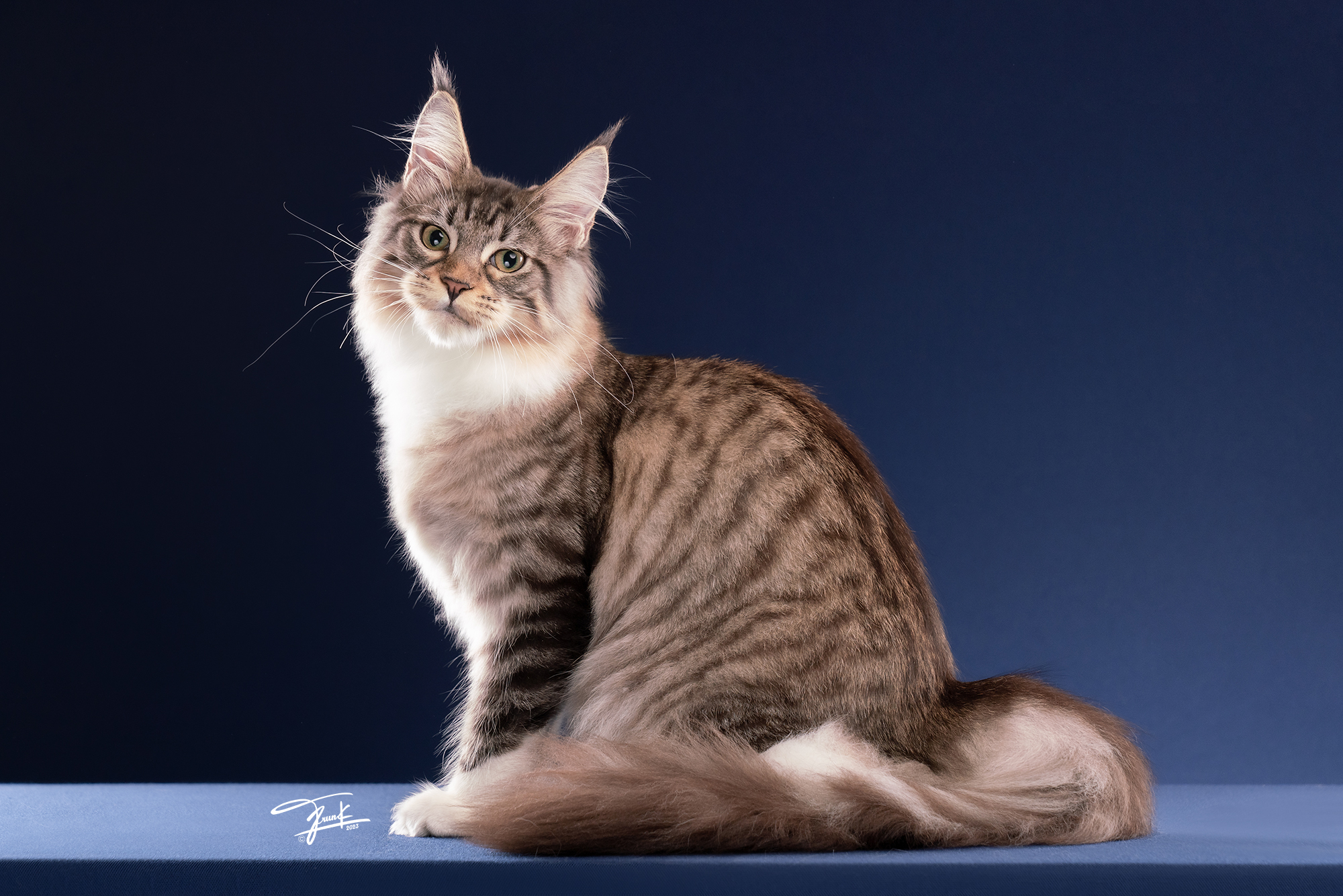Beauty – a stunning Brown Mackerel Tabby with White Maine Coon Queen from Thailand, representing Tigercooncat’s premium bloodline