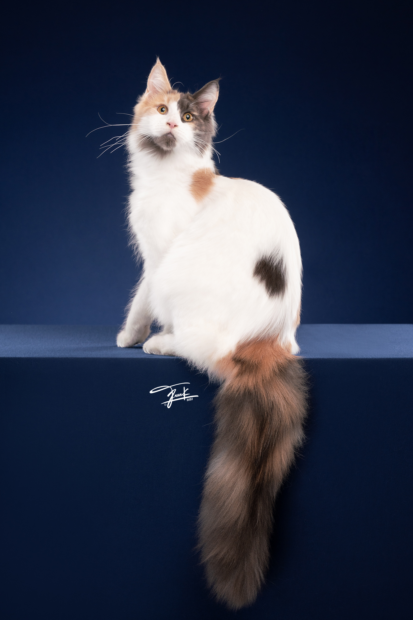 Calico Bicolor Maine Coon Queen with long fluffy tail and striking coat pattern, photographed in elegant side profile – Tigercooncat Thailand
