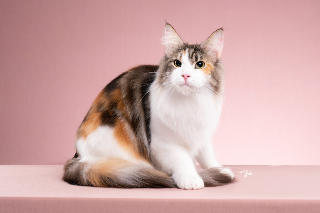 Graceful calico Maine Coon queen cat with a poised expression – Maine Coon cats in Thailand