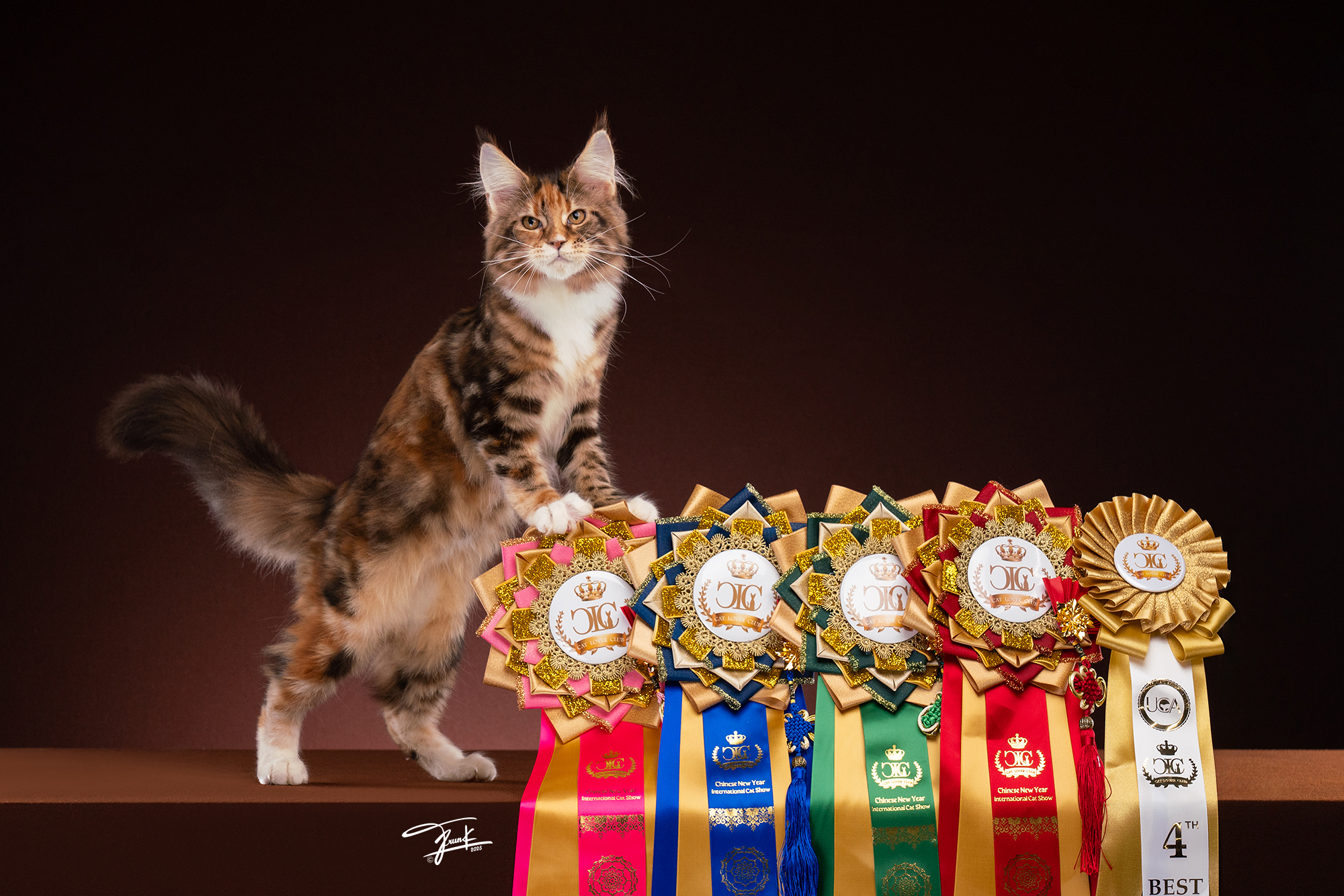Award-winning Maine Coon cat with international show ribbons