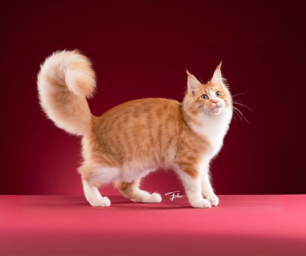Red Classic Tabby and White Maine Coon cat sitting on red background – Tigercooncat Thailand purebred Maine Coon