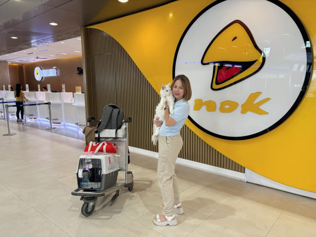 Tigercooncat breeder with Maine Coon cat at Thailand airport departure terminal – ready for international export