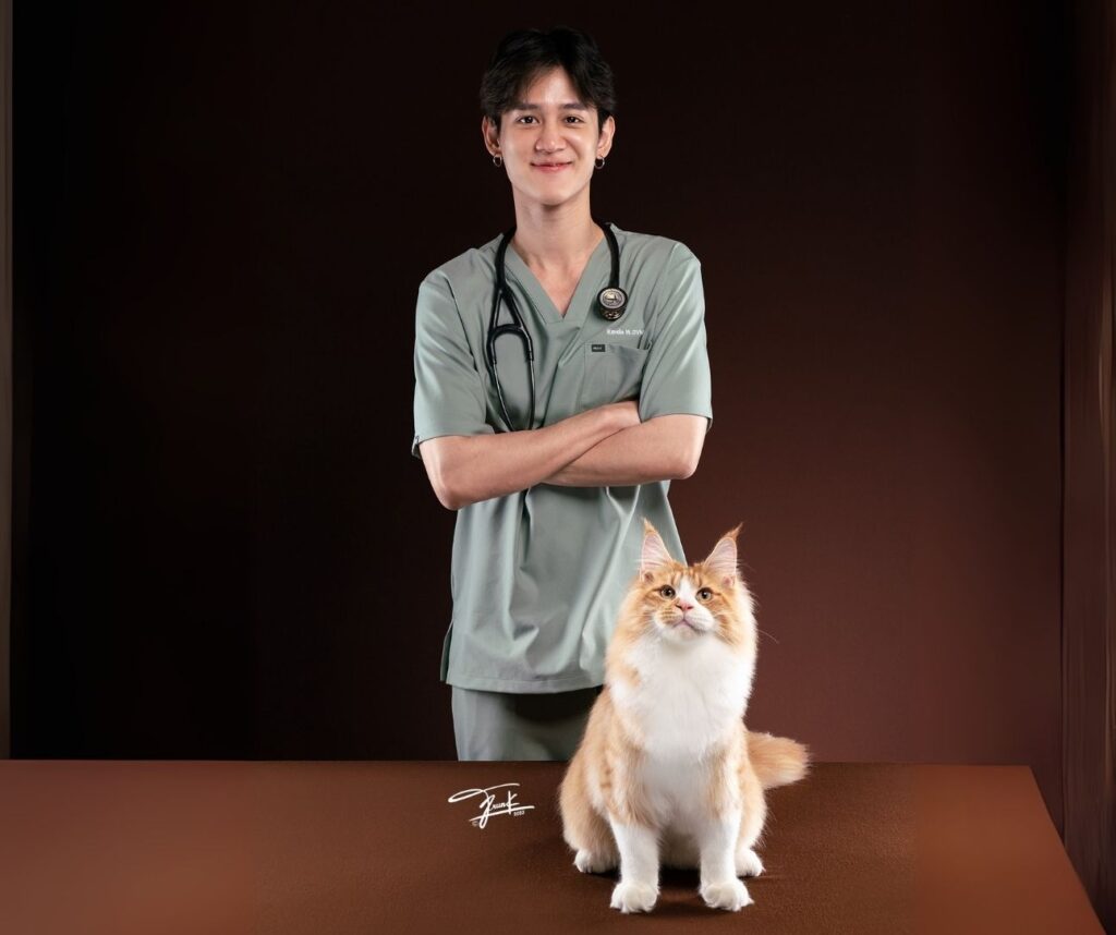 Trusted Maine Coon Health Care Tips from Thai Veterinarian – Tigercooncat