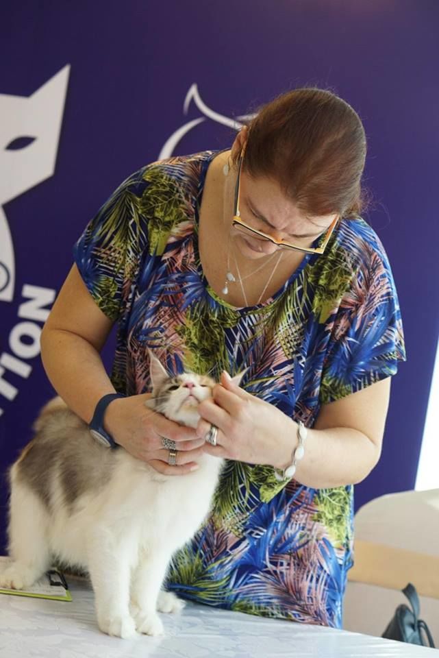 A cat show judge examining a Maine Coon's health and structure – a great example of proper feline care and guidance from Tigercooncat