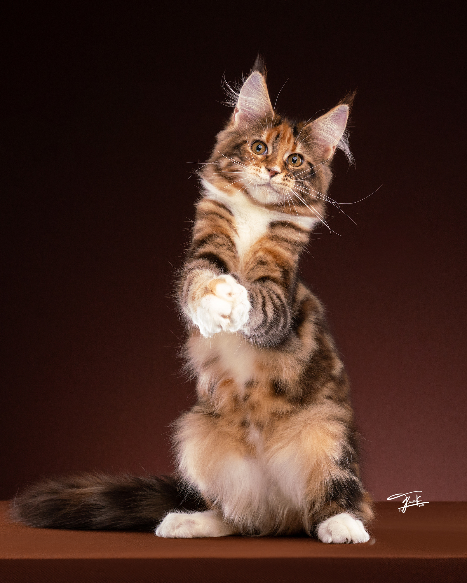 Maine Coon cat posing playfully — showing intelligence and charm