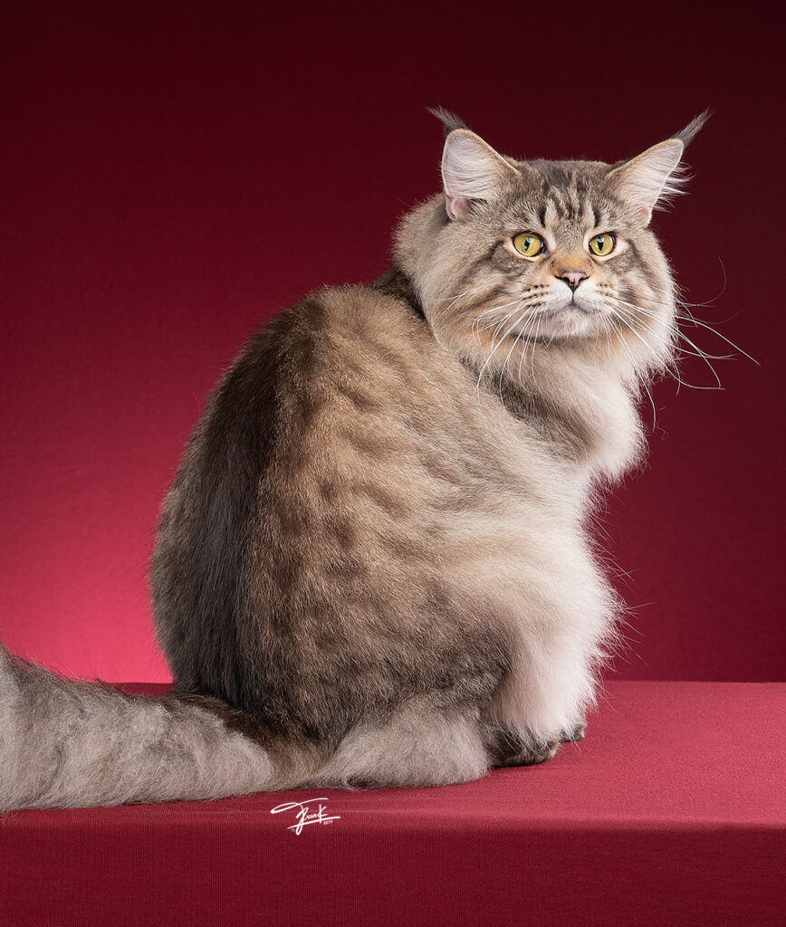 Majestic brown tabby Maine Coon cat sitting proudly on red background – premium Maine Coon cats in Thailand