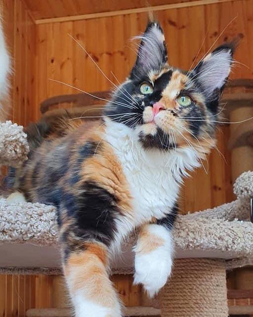 Vicky, the Black Tortie Bicolor Maine Coon Queen, lying gracefully on a cat tree with a soft, alert expression – Tigercooncat Thailand