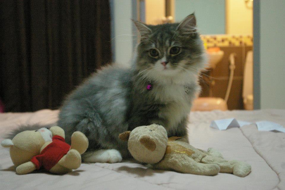 Dollar – Maine Coon Persian mix from Tigercooncat Maine Coon Thailand