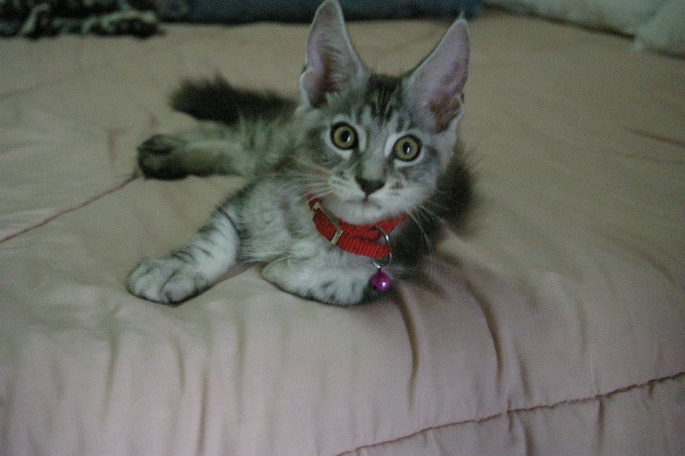 Harley – purebred Maine Coon from Tigercooncat Maine Coon Thailand
