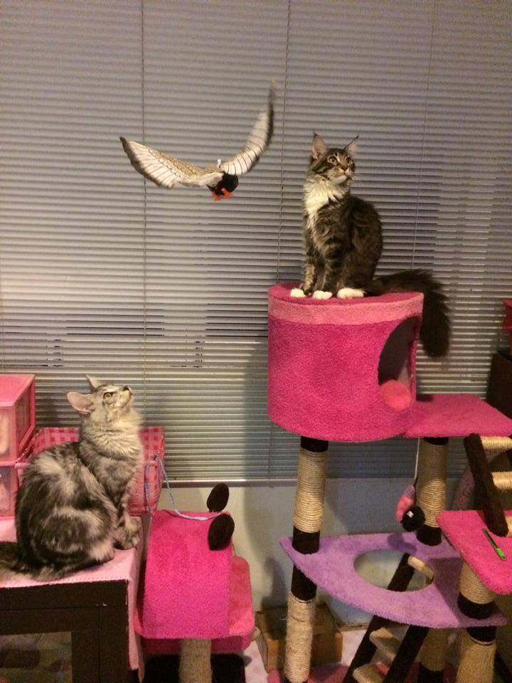 Haru – gentle female Maine Coon from Tigercooncat Maine Coon Thailand