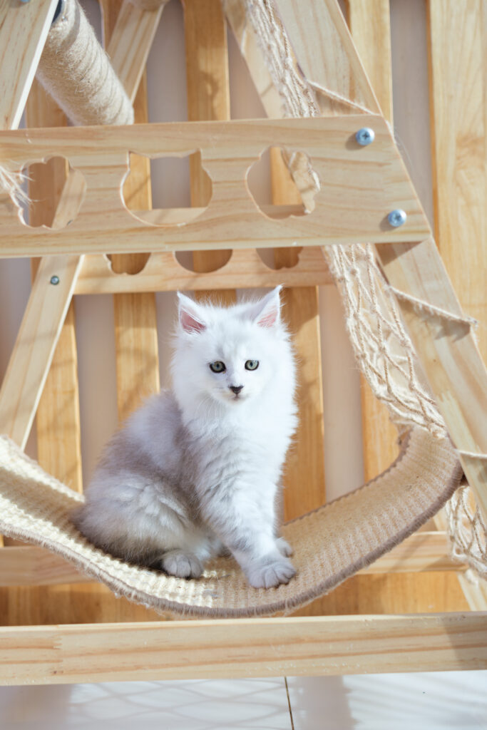 Home cattery environment – playful Maine Coon kittens at Tigercooncat Maine Coon Thailand