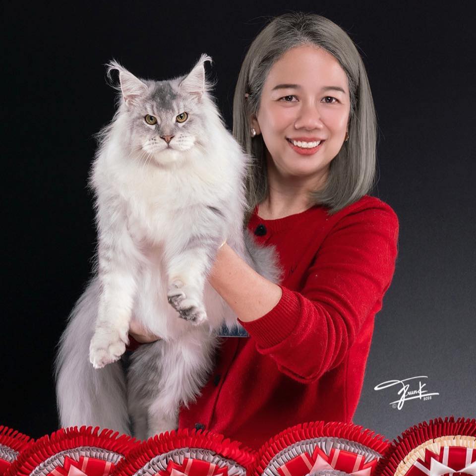 Tigercooncat Maine Coon Thailand at international cat show – Anchalee with champion Maine Coon