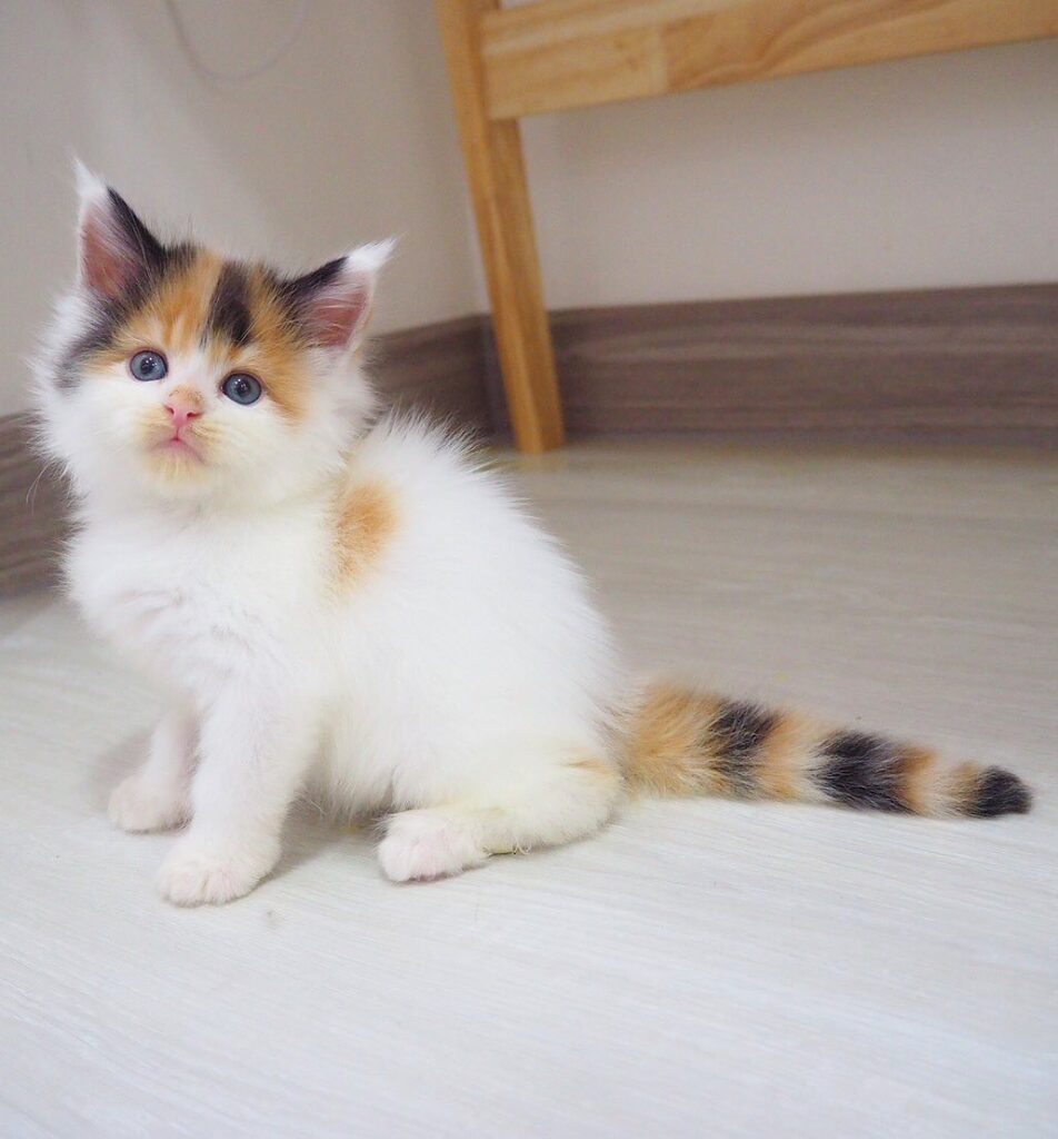 Tigercooncat Loala — Rare Black Tortie Harlequin Female Maine Coon Kitten from Thailand