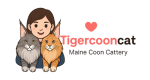 Tigercoonc (3)