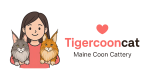 Tigercooncat Maine Coon logo – Purebred Maine Coon cattery in Thailand